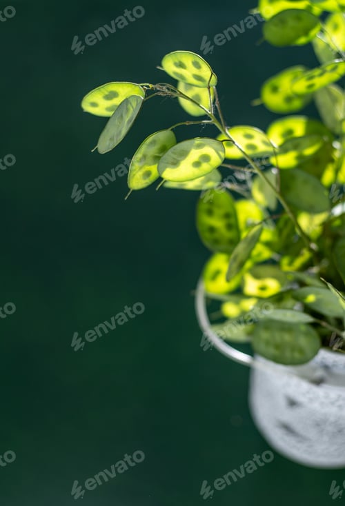 Preview: Green leafy background. Lunaria leaves. Dried flower plant.