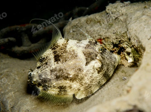 Preview: Grey trigger fish from Cyprus
