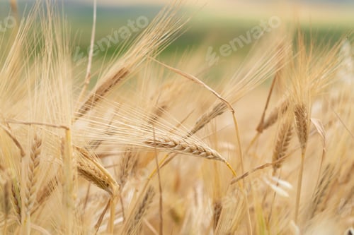 Preview: Wheat field with golden ears