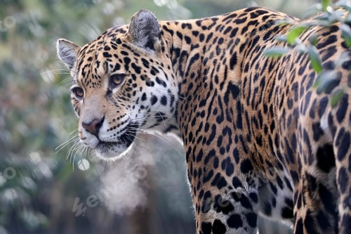 Preview: Jaguar