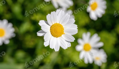 Preview: Daisy wild flower springtime. White yellow blossom close up view, blur green grass background