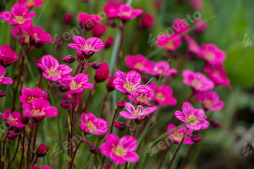 Preview: Spring flowers. Blooming pink saxifrage. Natural flower background.