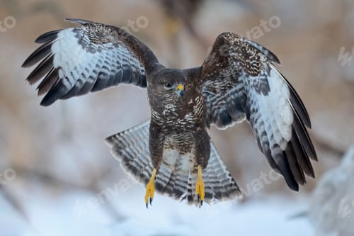 Preview: Common buzzard (Buteo buteo)