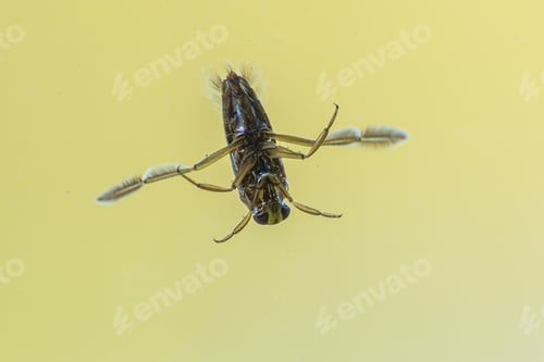 Preview: Common Backswimmer Swimming Upside Down Underwater, River Reest, Netherlands