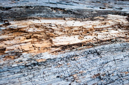 Preview: Closeup texture of tree bark.