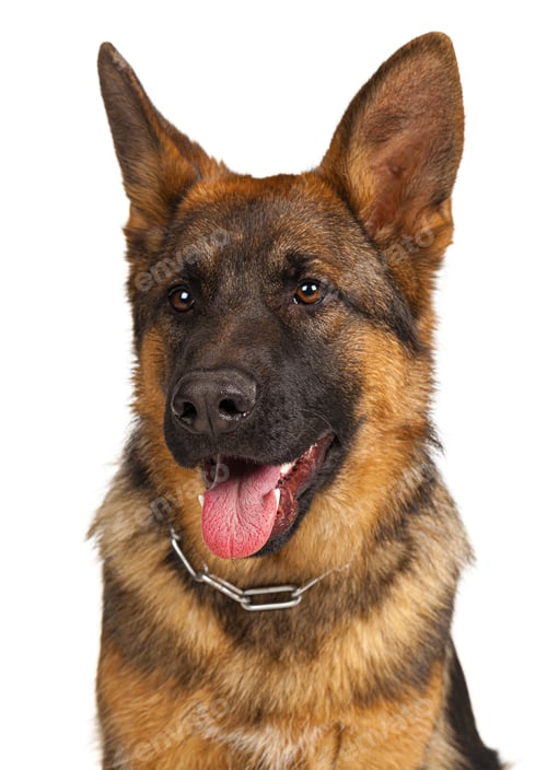 Preview: Portrait of a german shepherd dog isolated on white background