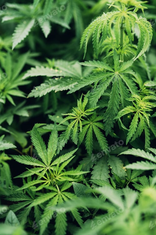 Preview: Cannabis Sativa leaves in crops plantation field
