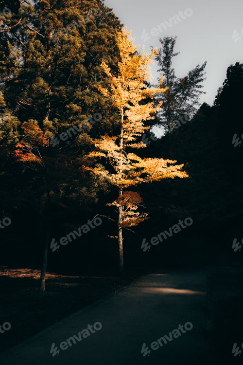 Vista previa: Árbol solitario y brillante Hermoso color brillante con tonos cálidos y fríos
