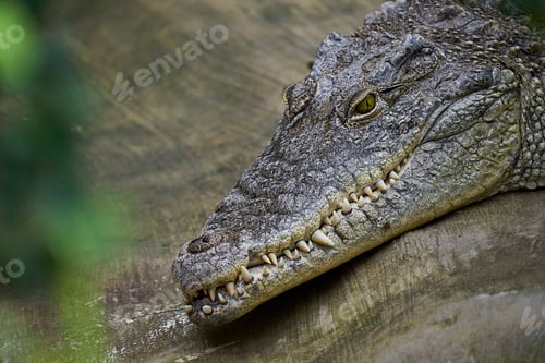 Preview: Closeup of a large American alligator