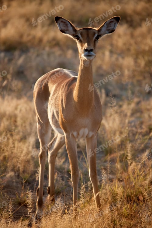 Preview: Female Impala - Etosha National Park - Namibia