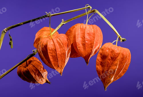 Preview: Physalis on a purple background