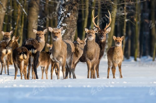 Preview: Roe deer in the winter forest. Animal in natural habitat
