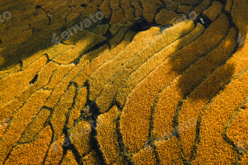 Preview: Aerial view of golden rice terrace field in morning