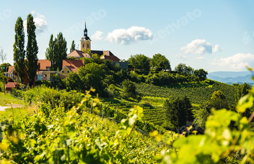 Preview: Vineyard on Austrian countryside with a church in the background.