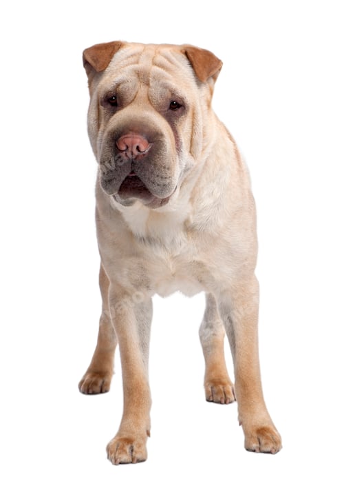 Preview: beige Sharpei (2 years old)