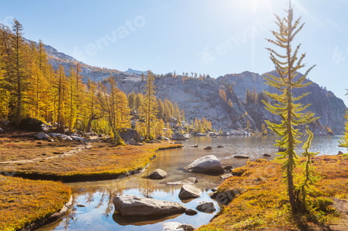 Preview: Larch