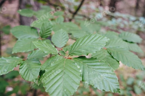 Preview: Beech leaves