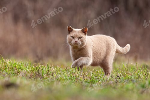 Preview: Domestic cat stalking prey in garden with copy space