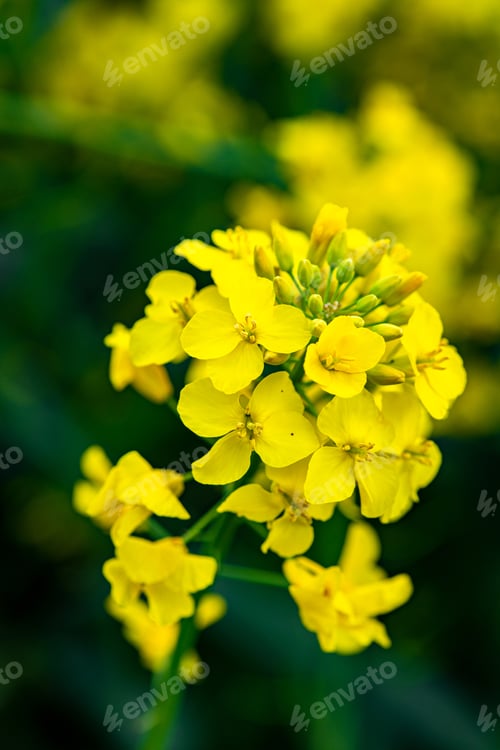 Preview: a selective vertical shot of a rape bloomig over the field