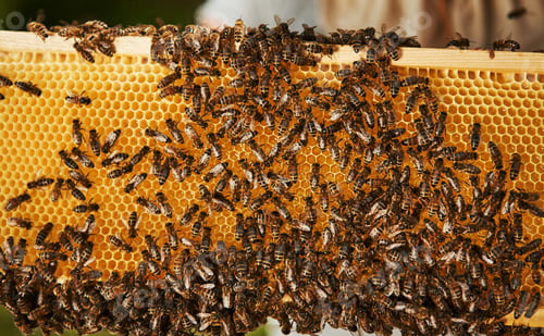 Preview: Natural lighting. Detailed view of honeycomb full of bees. Conception of apiculture