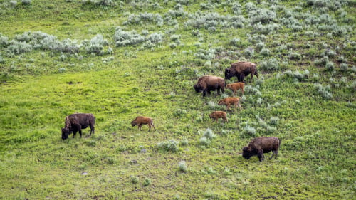 Preview: Herd of bison grazing on a lush green field in Yellowstone national park