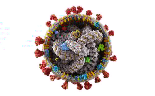 Preview: Interior structure of Coronavirus Covid-19. Covid corona virus cell