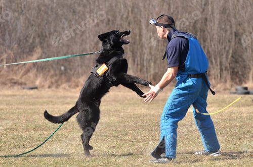 Preview: Police Dog Training