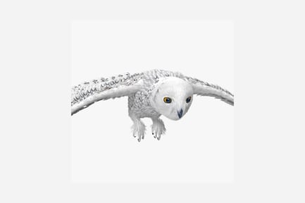 Preview: Snowy owl in flight with spread wings