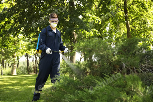 Preview: Worker spraying pesticide onto green bush outdoors. Pest control