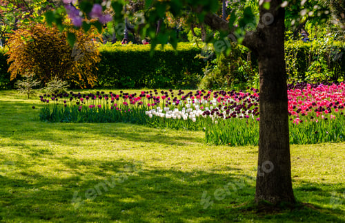 Preview: Colorful tulip flowers, and trees in a botanical garden on a sunny day