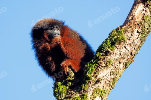 Preview: The coppery titi monkey (Plecturocebus cupreus), or red titi monkey close up shot
