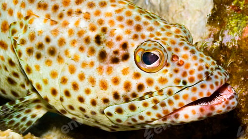 Preview: Coral grouper, Red Sea