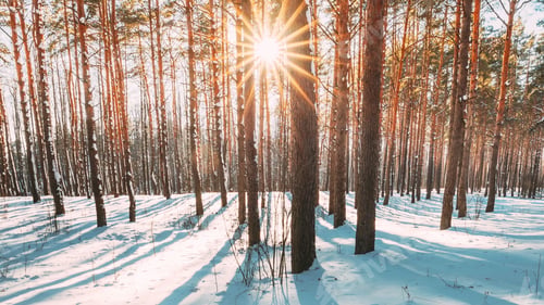 Preview: Beautiful Blue Shadows From Pines Trees In Motion On Winter Snowy Ground. Sunshine In Forest. Sunset