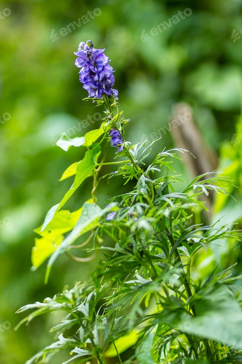 Preview: Closeup of a Chinese aconite flower in a garden