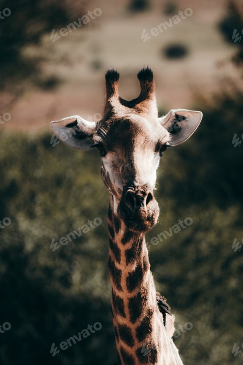 Preview: Giraffe