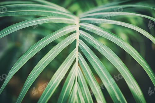 Preview: green palm foliage background, tropical jungle leaves