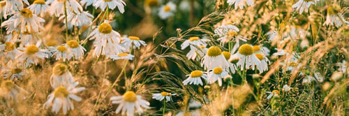 Preview: Blooming Wild Flowers Matricaria Chamomilla Or Matricaria Recutita Or Chamomile. Commonly Known As