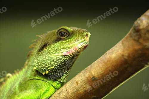Preview: green iguana on tree branch