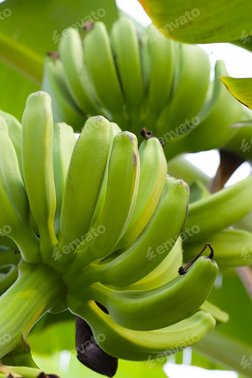 Preview: Bunch of fresh green bananas hanging from a banana tree