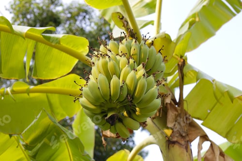 Preview: Bunch of fresh green bananas hanging from a banana tree