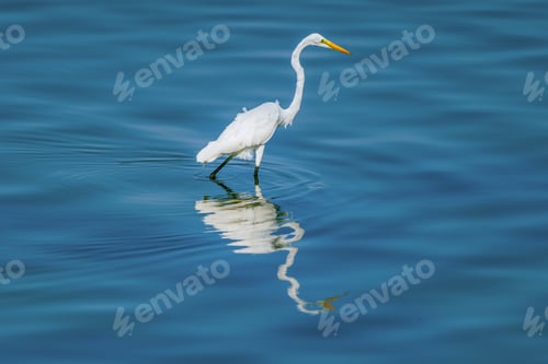 Preview: Great White Egret Wading in Calm Blue Water