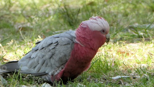Preview: Galah,pink cockatoo bird outdoors in nature