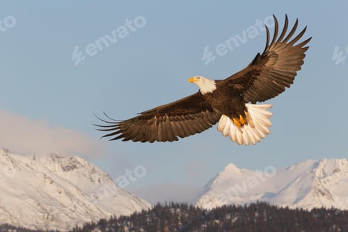 Preview: eagle, bald, us