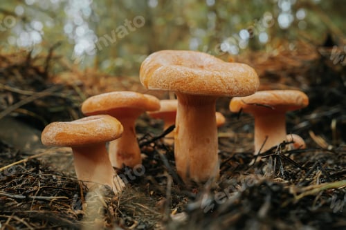 Preview: Young saffron milk cap - Lactarius deliciosus on autumn forest background with pine needles