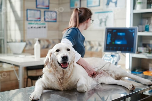 Preview: Doctor performing an ultrasound scan on dog