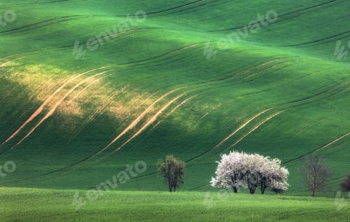 Preview: Blooming trees against green fields in spring in South Moravia