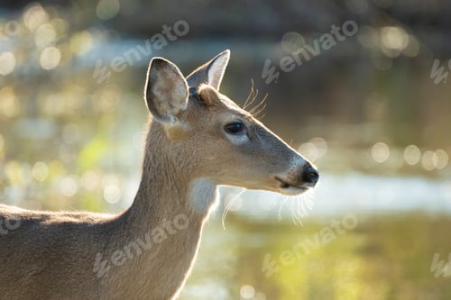Preview: Key Deer in natural habitat in Florida state park
