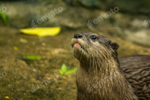 Preview: Wet Furry Otter Stares Upward Outdoors