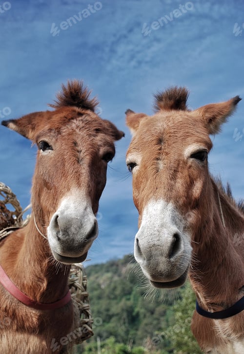 Preview: Twinning donkeys....