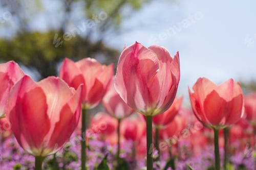 Preview: Beautiful tulip flower garden. The Expo 70 Commemorative Park, Osaka, Japan